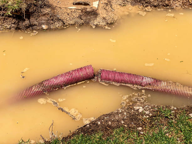 Best Mold removal after water damage  in Oak Hills, CA